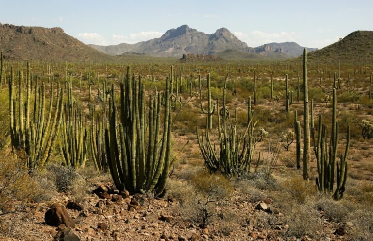 Organ Pipe National Monument